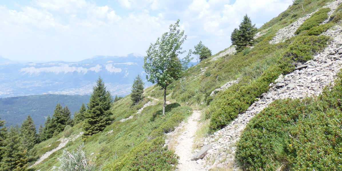 fleurs isère